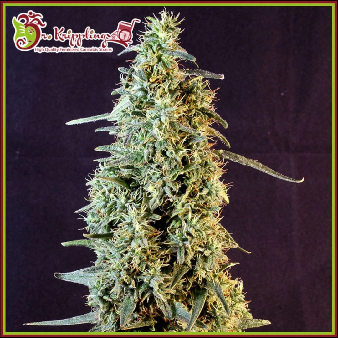 Strawberry Banana Whip Auto – Dr Krippling – Autoflowering