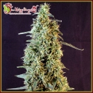 Strawberry Banana Whip Auto Cannabisblüte – gewachsen aus Automatic Hanfsamen von Dr Krippling