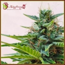 Zesty Zkittles Auto Cannabisblüte – gewachsen aus Automatic Hanfsamen von Dr Krippling