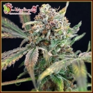 Bucks Purple Fizz Cannabisblüte – gewachsen aus Feminisierte Hanfsamen von Dr Krippling
