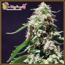 Chocolate Zkittles Cannabisblüte – gewachsen aus Feminisierte Hanfsamen von Dr Krippling