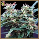 Ninja Zkittles Cannabisblüte – gewachsen aus Feminisierte Hanfsamen von Dr Krippling