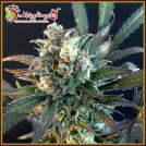Quick Separation Cake Cannabisblüte – gewachsen aus Feminisierte Hanfsamen von Dr Krippling