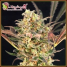 Purple Slap Auto Cannabisblüte – gewachsen aus Automatic Hanfsamen von Dr Krippling