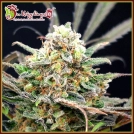 Separation Cake Auto Cannabisblüte – gewachsen aus Automatic Hanfsamen von Dr Krippling