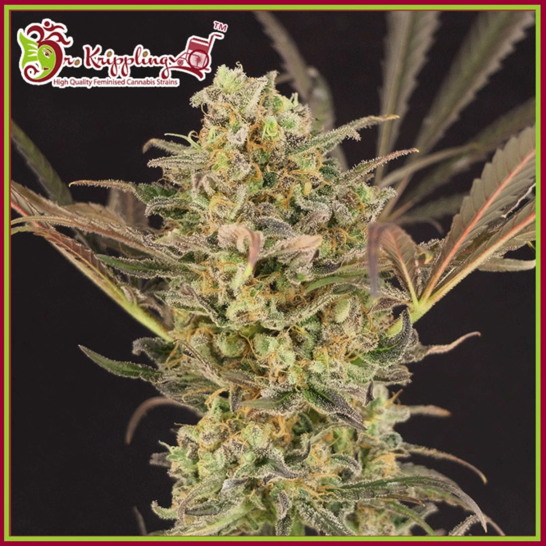 Wedding Flowers – Dr Krippling – Feminisiert