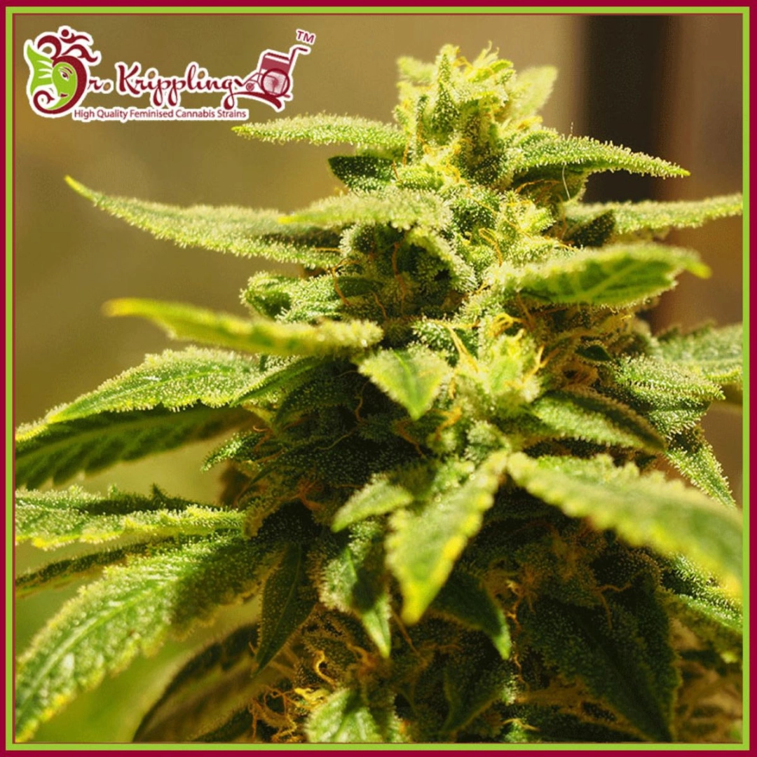 Kripplings Gelato – Dr Krippling – Feminisiert
