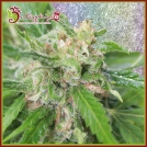 Kripplicious Cannabisblüte – gewachsen aus Feminisierte Hanfsamen von Dr Krippling