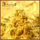 Mango Mist Shake Cannabisblüte – gewachsen aus Feminisierte Hanfsamen von Dr Krippling