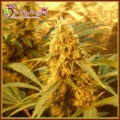 Jack Mist Tree Cannabisblüte – gewachsen aus Feminisierte Hanfsamen von Dr Krippling