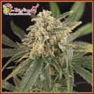 Sour Tang Kripple Cannabisblüte – gewachsen aus Feminisierte Hanfsamen von Dr Krippling