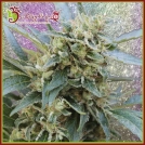 Shark Infested Custard Cannabisblüte – gewachsen aus Feminisierte Hanfsamen von Dr Krippling