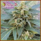 Mango Bubble Cloud Cannabisblüte – gewachsen aus Feminisierte Hanfsamen von Dr Krippling