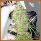 Night Night (aka Kalis Lullaby) Cannabisblüte – gewachsen aus Feminisierte Hanfsamen von Dr Krippling