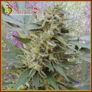 S&M Cannabisblüte – gewachsen aus Feminisierte Hanfsamen von Dr Krippling