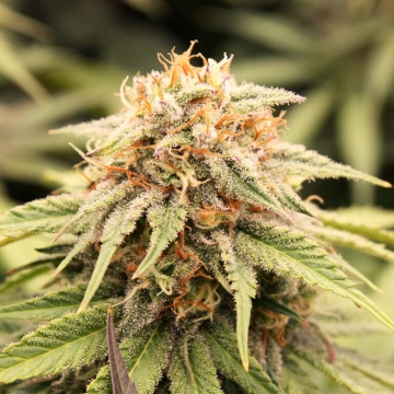 PriZmatic Cannabisblüte – gewachsen aus Feminisierte Hanfsamen von Humboldt Seeds