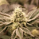 Mouth Wash Cannabisblüte – gewachsen aus Feminisierte Hanfsamen von Humboldt Seeds