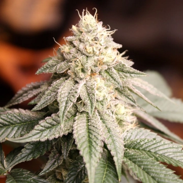 Sunset Bride Cannabisblüte – gewachsen aus Feminisierte Hanfsamen von Humboldt Seeds