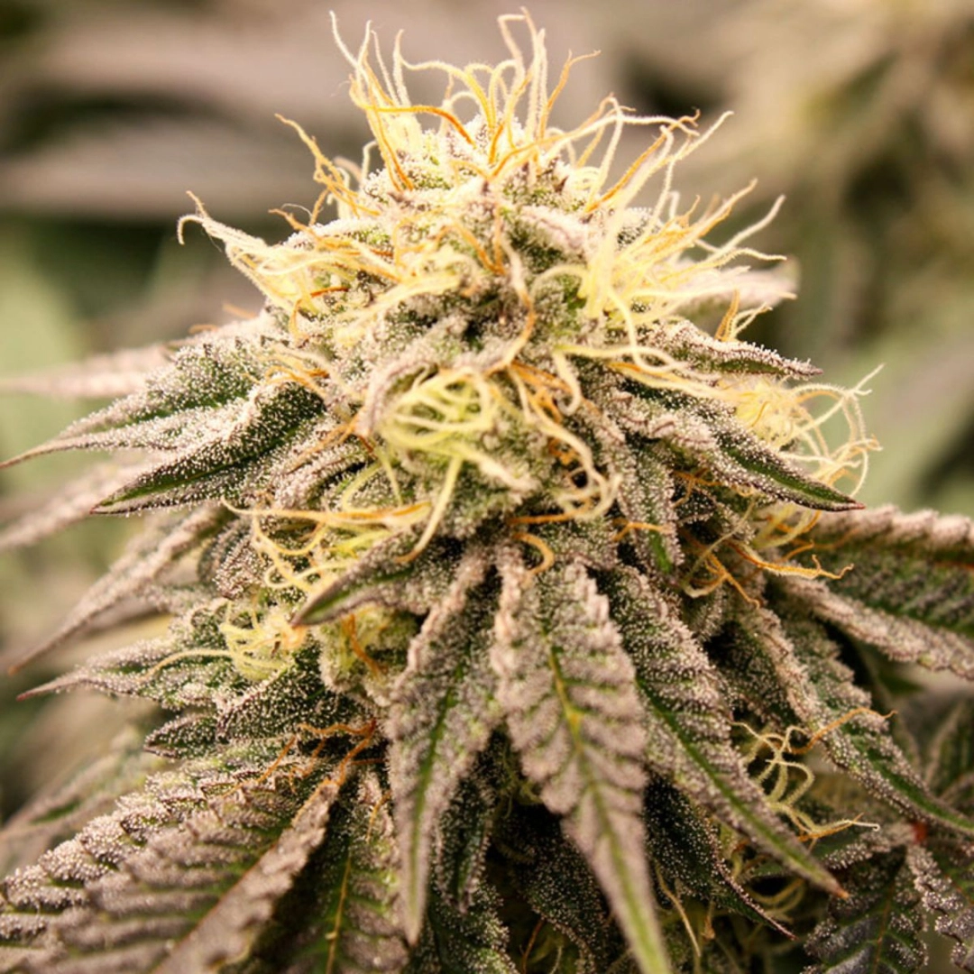 Sundogz – Humboldt Seed Organization – Feminisiert
