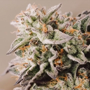 Vision Gelato Auto Cannabisblüte – gewachsen aus Automatic Hanfsamen von Vision Seeds