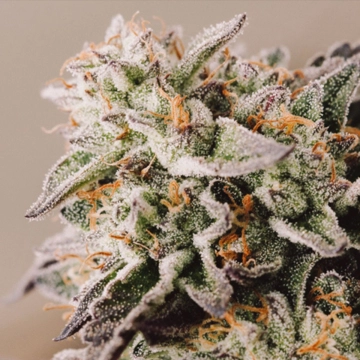 Vision Gelato Auto Cannabisblüte – gewachsen aus Automatic Hanfsamen von Vision Seeds