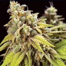 Doctor Jamaica Auto Cannabisblüte – gewachsen aus Automatic Hanfsamen von Vision Seeds