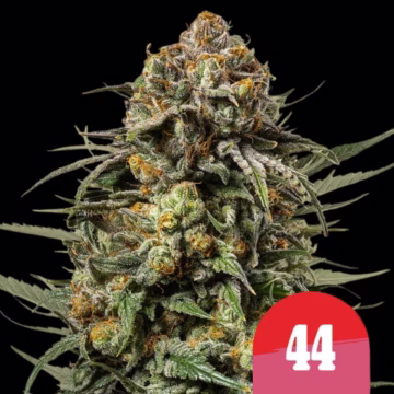 Gelato 44 Cannabisblüte – gewachsen aus Feminisierte Hanfsamen von Royal Queen Seeds