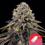 Dynamite Diesel Cannabisblüte – gewachsen aus Feminisierte Hanfsamen von Royal Queen Seeds