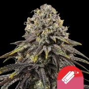Dynamite Diesel Cannabisblüte – gewachsen aus Feminisierte Hanfsamen von Royal Queen Seeds