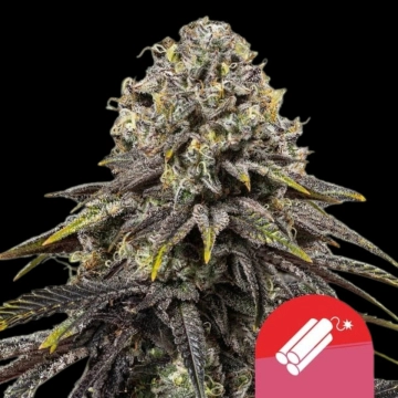 Dynamite Diesel Cannabisblüte – gewachsen aus Feminisierte Hanfsamen von Royal Queen Seeds