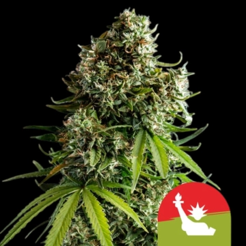 NYC Sour D Auto Cannabisblüte – gewachsen aus Automatic Hanfsamen von Royal Queen Seeds