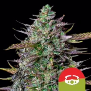 GOAT'lato Auto Cannabisblüte – gewachsen aus Automatic Hanfsamen von Royal Queen Seeds