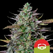 GOAT'lato Auto Cannabisblüte – gewachsen aus Automatic Hanfsamen von Royal Queen Seeds