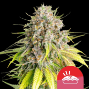 Punch Pie Cannabis Blüte - gewachsen aus Feminisierte Hanfsamen für den Anbau