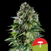 Corkscrew Auto Cannabisblüte – gewachsen aus Automatic Hanfsamen von Royal Queen Seeds