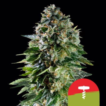 Corkscrew Auto Cannabisblüte – gewachsen aus Automatic Hanfsamen von Royal Queen Seeds