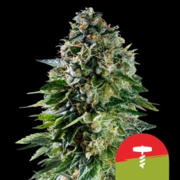 Corkscrew Auto Cannabisblüte – gewachsen aus Automatic Hanfsamen von Royal Queen Seeds