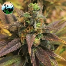 Starburst Cannabisblüte – gewachsen aus Feminisierte Hanfsamen von Cali Weed