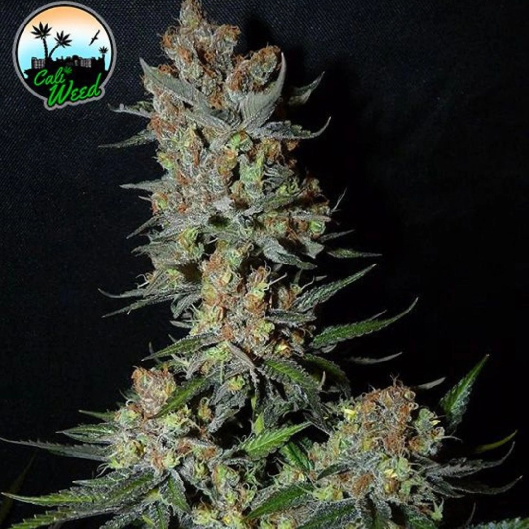 Strawberry Banana Smoothie – Cali Weed – Feminisiert
