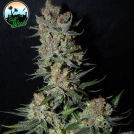 Strawberry Banana Smoothie Cannabisblüte – gewachsen aus Feminisierte Hanfsamen von Cali Weed