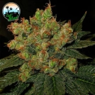 Strawberry Gelato Cannabisblüte – gewachsen aus Feminisierte Hanfsamen von Cali Weed