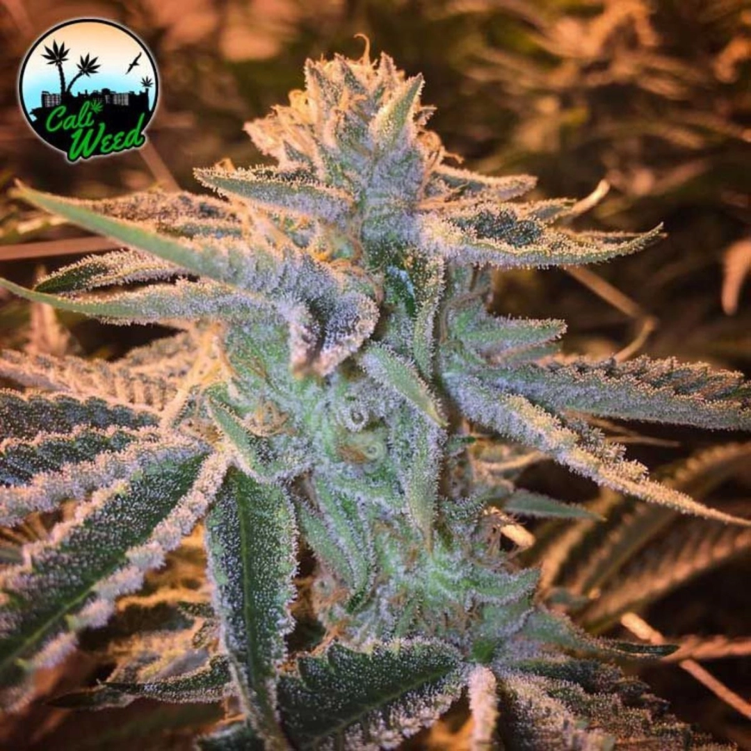 Sunset Sherbet – Cali Weed – Feminisiert