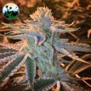 Sunset Sherbet Cannabisblüte – gewachsen aus Feminisierte Hanfsamen von Cali Weed