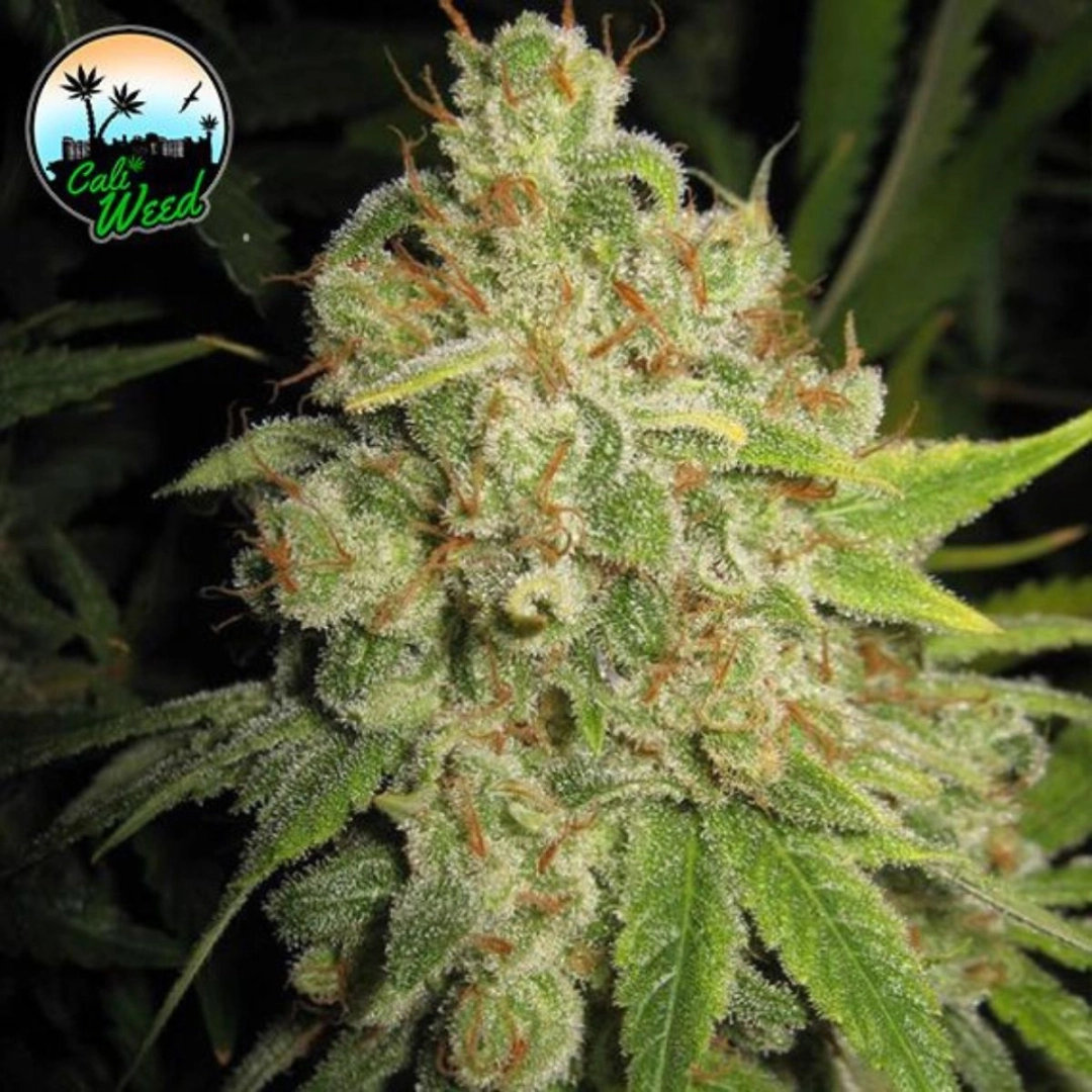 Raspberry Zkittlez – Cali Weed – Feminisiert