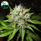 Jon Snow Auto Cannabisblüte – gewachsen aus Automatic Hanfsamen von Cali Weed
