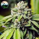 JON SNOW Cannabisblüte – gewachsen aus Feminisierte Hanfsamen von Cali Weed