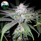 Headbanger Cannabisblüte – gewachsen aus Feminisierte Hanfsamen von Cali Weed