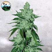 Girl Scout Cookies Auto Cannabisblüte – gewachsen aus Automatic Hanfsamen von Cali Weed