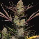 Apple Strudel Auto Cannabisblüte – gewachsen aus Automatic Hanfsamen von FastBuds Seeds