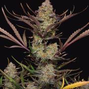 Apple Strudel Auto Cannabisblüte – gewachsen aus Automatic Hanfsamen von FastBuds Seeds
